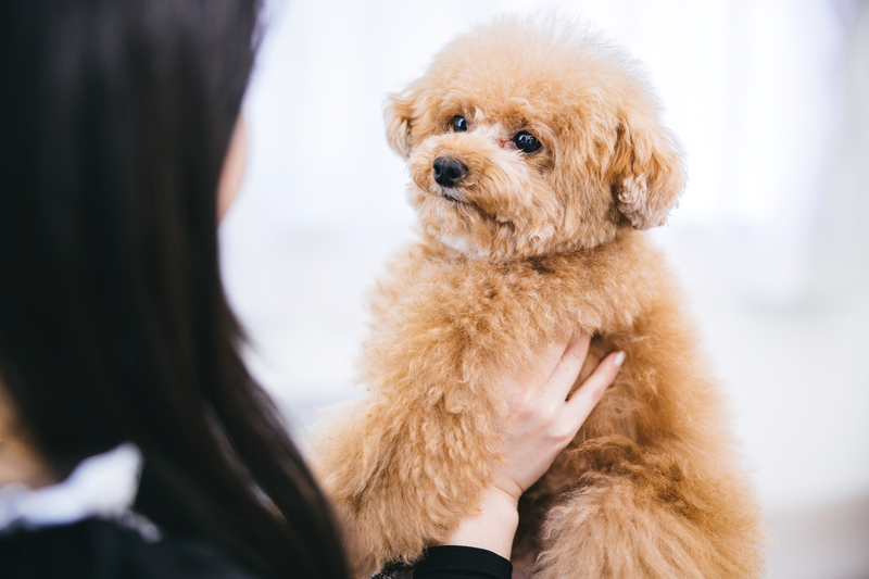 大室山のリフトには犬も一緒に乗れます。